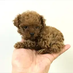 トイ・プードル