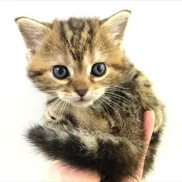 アメリカンショートヘア