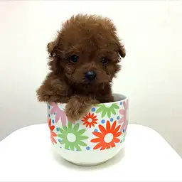 トイ・プードル