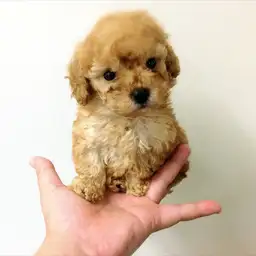 トイ・プードル