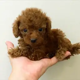 トイ・プードル