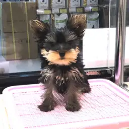 ヨークシャーテリア