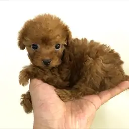 トイ・プードル