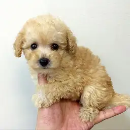 トイ・プードル