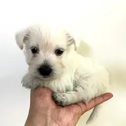 ウェストハイランドホワイトテリア