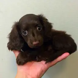 カニンヘン・ダックスフント