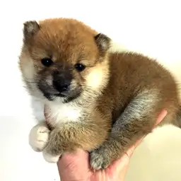 柴犬