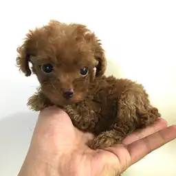 トイ・プードル