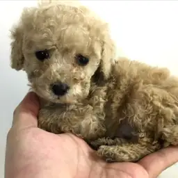 トイ・プードル