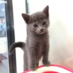 ロシアンブルー