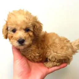 トイ・プードル