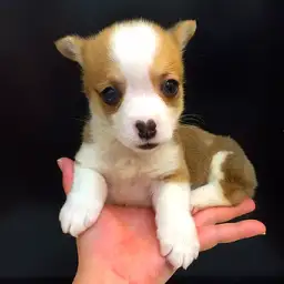 ウェルシュコーギーペンブローク