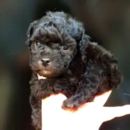 トイ・プードル