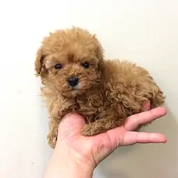 トイ・プードル