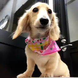 ミニチュア・ダックスフント