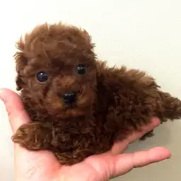 トイ・プードル