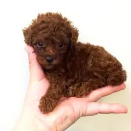 トイ・プードル