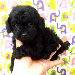 トイ・プードル