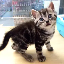 アメリカンショートヘア