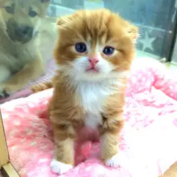 スコティッシュフォールド