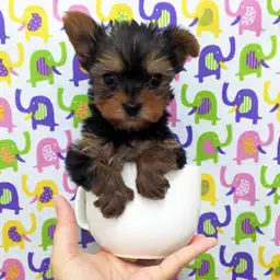 ヨークシャーテリア