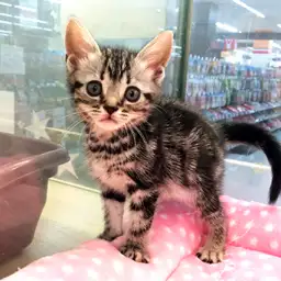 アメリカンショートヘア