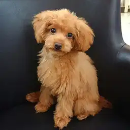 トイ・プードル