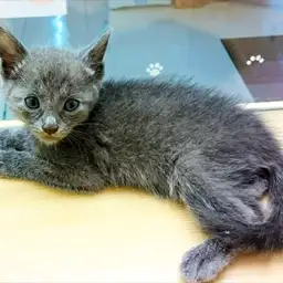 ロシアンブルー