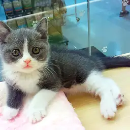 ブリティッシュショートヘア