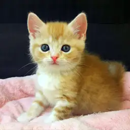 スコティッシュフォールド