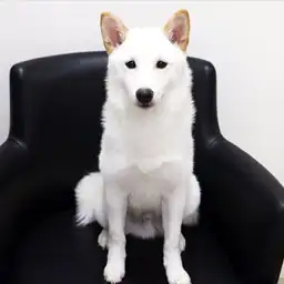 柴犬