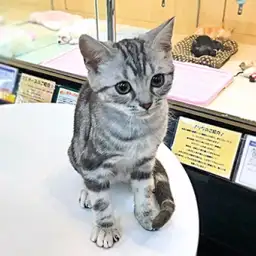 アメリカンショートヘア