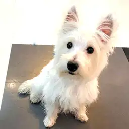 ウェストハイランドホワイトテリア