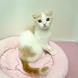 スコティッシュフォールド