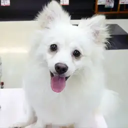 ポメラニアン