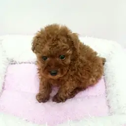 トイ・プードル