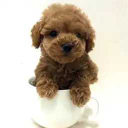 トイ・プードル