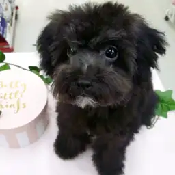 トイ・プードル