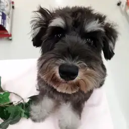 ミニチュア・シュナウザー