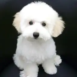 トイ・プードル