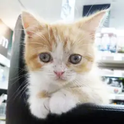 スコティッシュフォールド