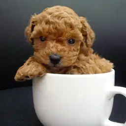 トイ・プードル