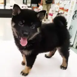 柴犬