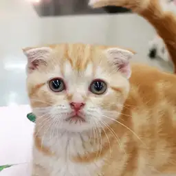 スコティッシュフォールド