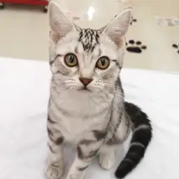 アメリカンショートヘア