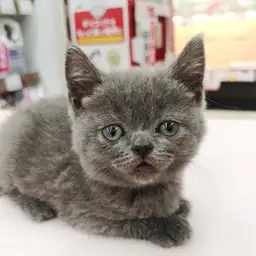 ブリティッシュショートヘア