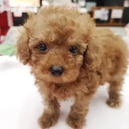 トイ・プードル