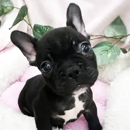 フレンチブルドッグ