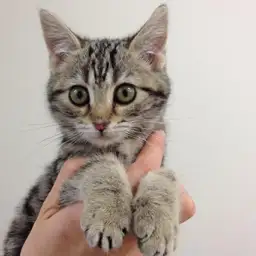 アメリカンショートヘア