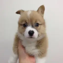 ウェルシュコーギーペンブローク